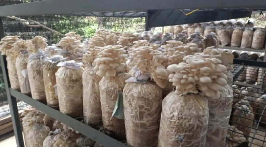 Oyster mushrooms growing in fruiting bags, BIKABUTE livelihood